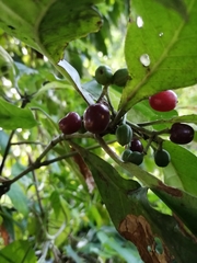 Psychotria subsessilis