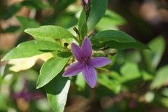 Pseuderanthemum laxiflorum