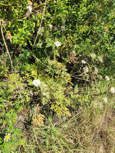 Terebinthaceous hogfennel (Kitagawia terebinthacea)