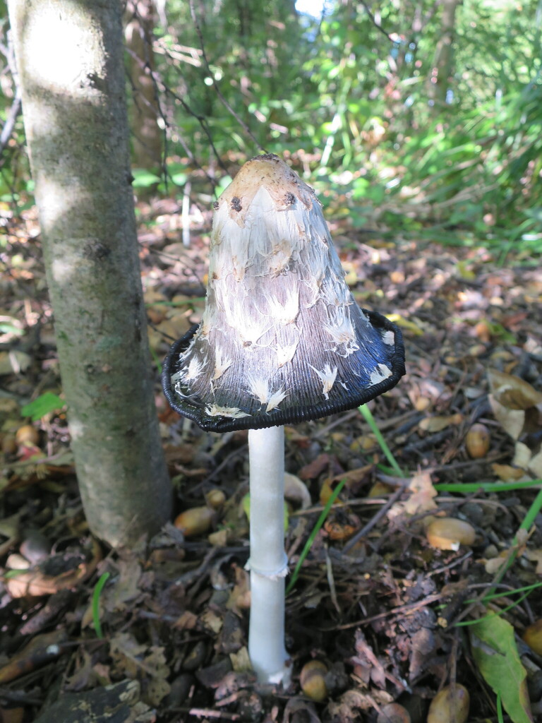 Coprinus comatus · March 2026 · photo: © alice_shanks (iNaturalist, cc-by)
