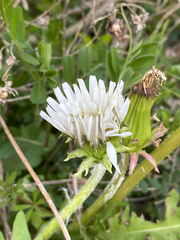 Taraxacum coreanum, photograph (c) Young Jun Lee, some rights reserved (CC BY)