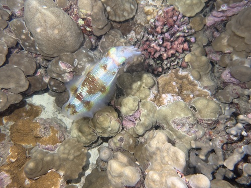 Sepioteuthis lessoniana observed 2026-03-27