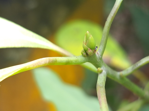Machilus zuihoensis, photograph 3