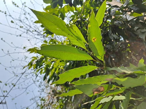 Machilus zuihoensis, photograph 4