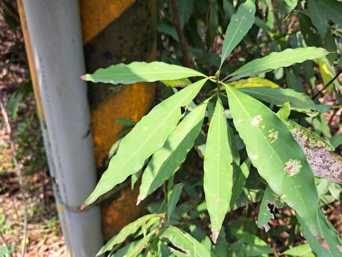 Machilus zuihoensis, photograph 5