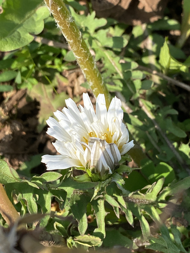 White-flowering Korean dandelion (Taraxacum coreanum)