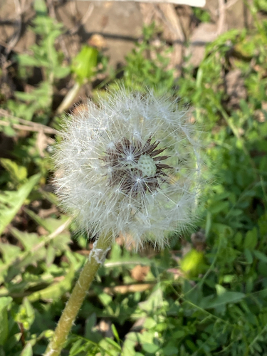 Taraxacum coreanum, photograph 3