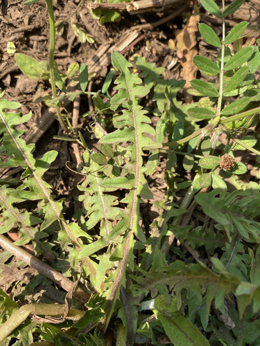 Taraxacum coreanum, photograph 5