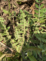 Taraxacum coreanum, photograph (c) Young Jun Lee, some rights reserved (CC BY)