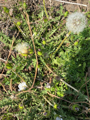Taraxacum coreanum, photograph 4