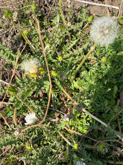 Taraxacum coreanum, photograph (c) Young Jun Lee, some rights reserved (CC BY)