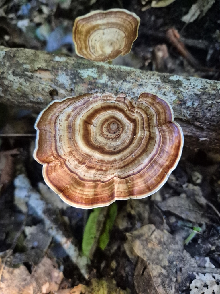 Microporus xanthopus · March 2026 · photo: © olliesaurus (iNaturalist, CC)