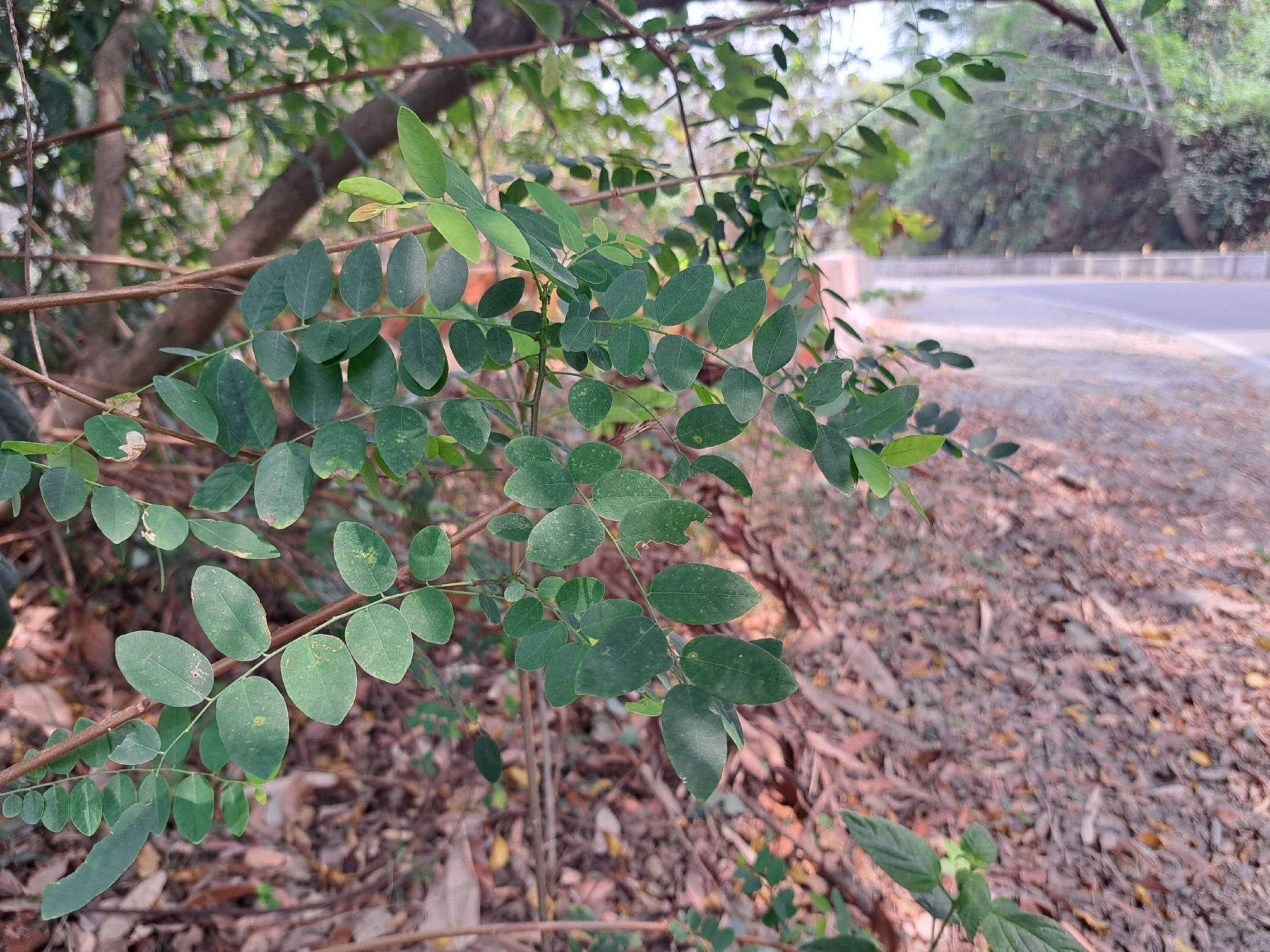 Phyllanthus Reticulatus (Phyllanthus reticulatus)