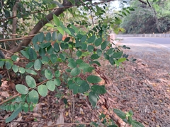 Phyllanthus reticulatus (Phyllanthus reticulatus)