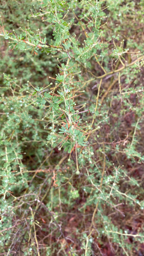 Prickly Moses (Acacia pulchella)