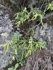 Veronica stenophylla stenophylla