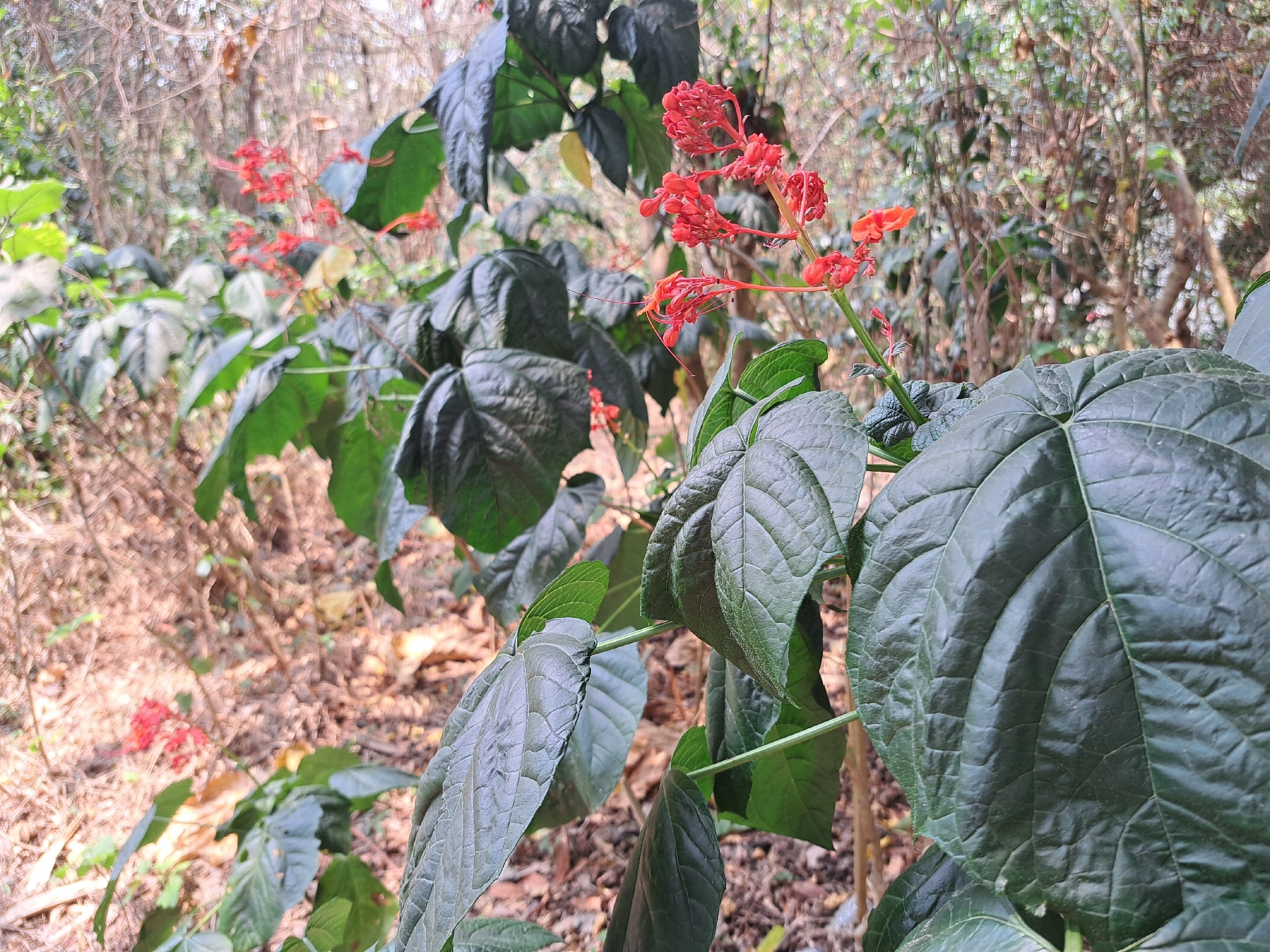 Japanese Glorybower (Clerodendrum japonicum)