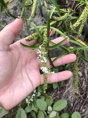 Veronica stenophylla stenophylla