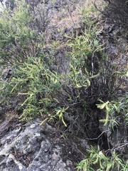 Veronica stenophylla stenophylla