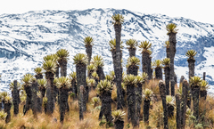 Espeletia hartwegiana