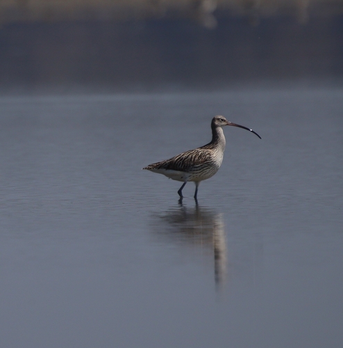 Eurasian Curlew