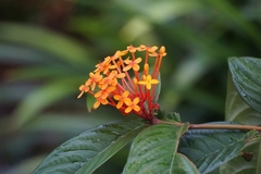 Ixora congesta
