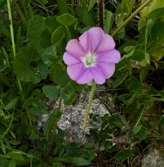 Convolvulus coelesyriacus