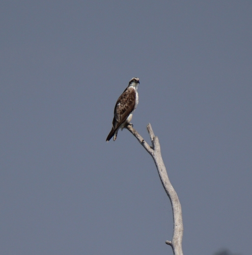 Osprey