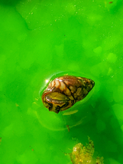 Phasianellidae