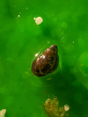 Phasianellidae