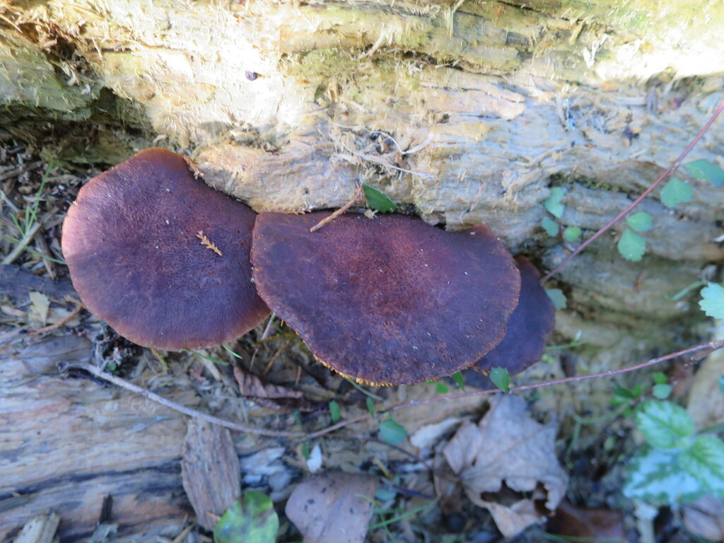Gymnopilus purpuratus · March 2026 · photo: © alice_shanks (iNaturalist, cc-by)