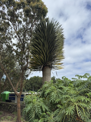 Canary Island Dragon Tree (Dracaena draco)