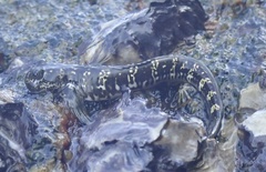 Istiblennius