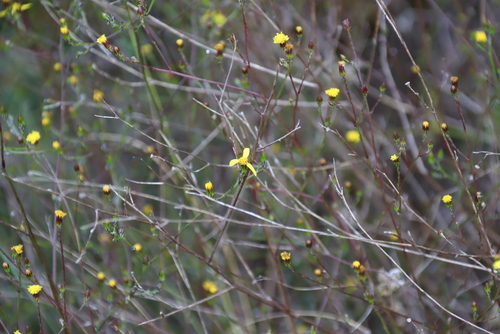 Ridgestem Ragwort (Senecio pubigerus)
