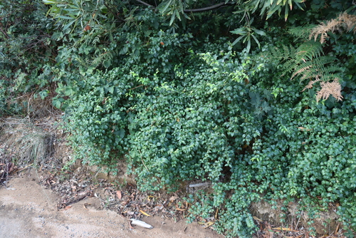 Tree Fuchsia (Halleria lucida)