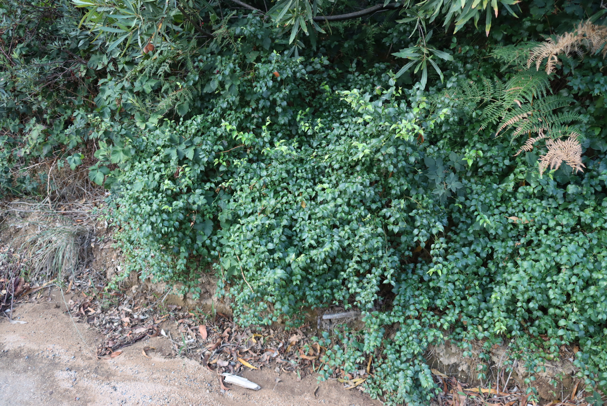 Tree Fuchsia (Halleria lucida)