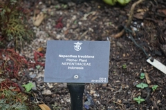 Nepenthes treubiana