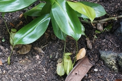 Nepenthes treubiana