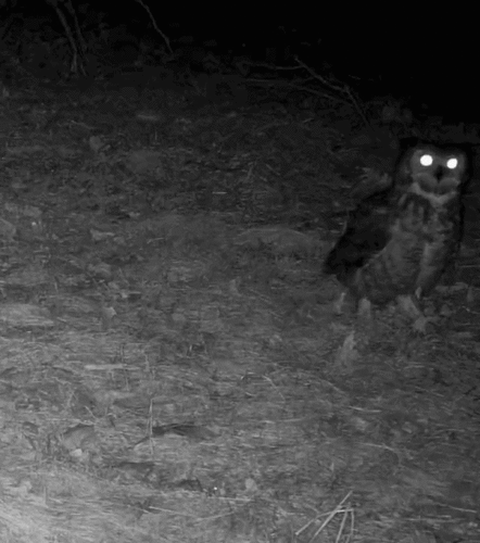 Great Horned Owl photographed in Wisconsin
