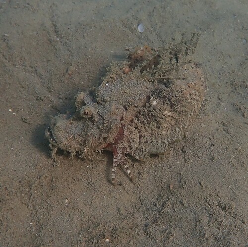 Bearded ghoul (Inimicus caledonicus) — Synanceiidae