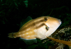 Meuschenia australis