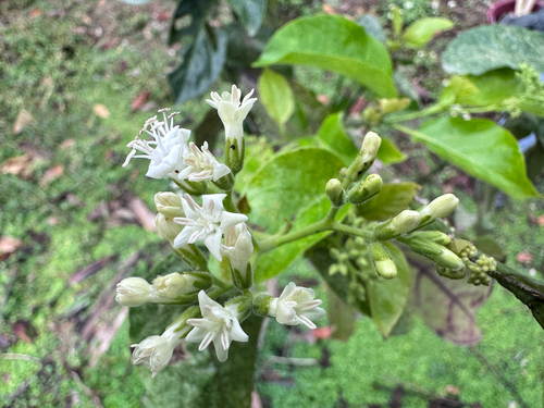 Formosa Ehretia (Ehretia resinosa)
