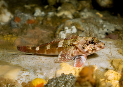Bovichtus angustifrons