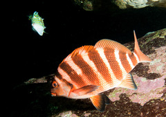 Chirodactylus spectabilis