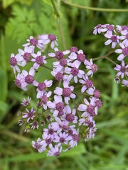 Pericallis papyracea, photograph (c) Enrico Tomschke, some rights reserved (CC BY)