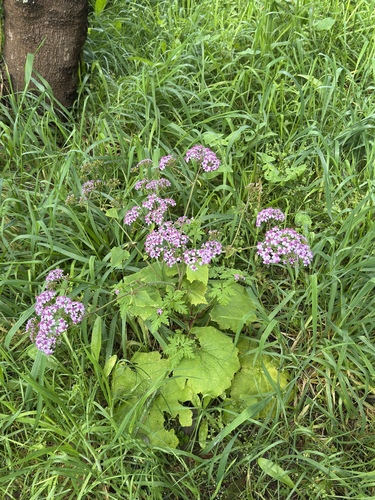 Pericallis papyracea, photograph 4