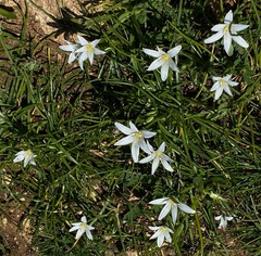 Ornithogalum pedicellare
