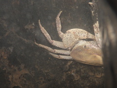 Parathelphusa convexa