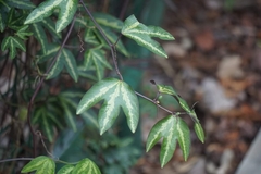 Passiflora trifasciata