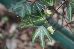 Passiflora trifasciata